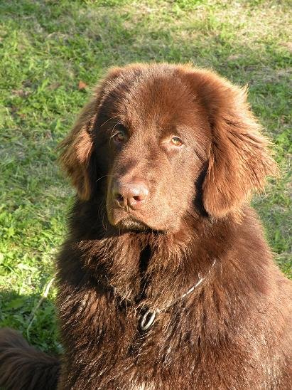 Terre-Neuve chocolat Edwyn